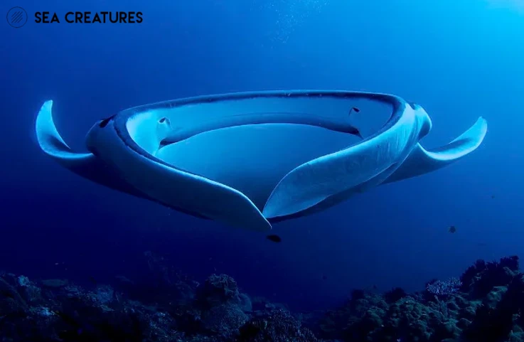 2.ปลากระเบนราหู (Manta ray) ปลาหายากในทะเล
