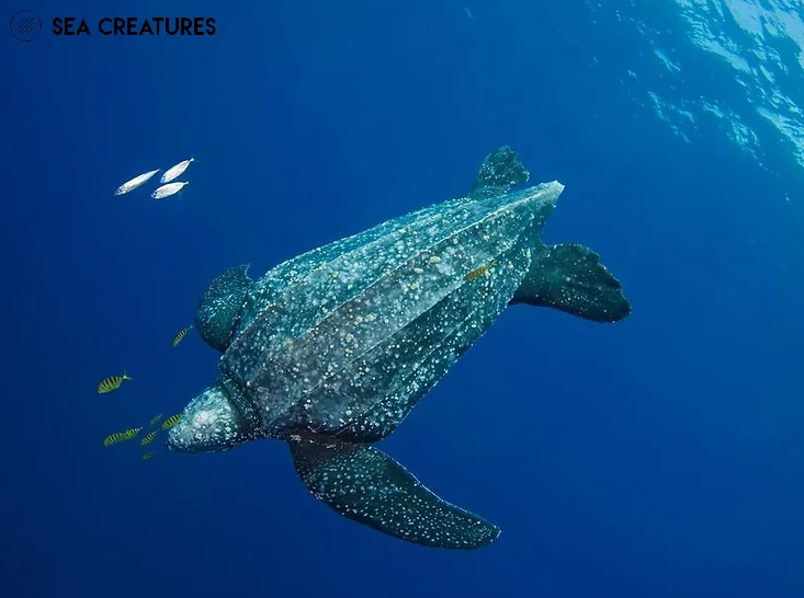 7. เต่ามะเฟือง (Leatherback turtle - 1ในว่าที่สัตว์สงวน)
